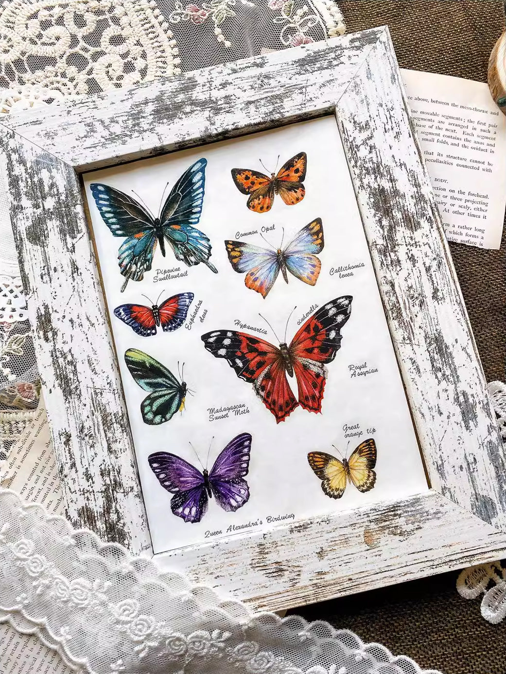 BCJ Masking Tape: Butterfly Collection