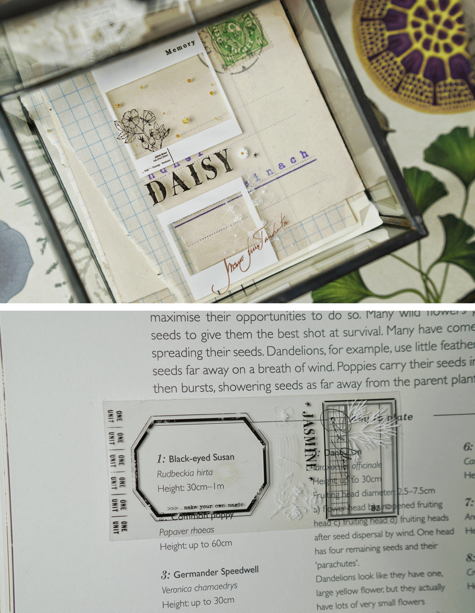 Benchu Studio Masking Tape: Photosynthesis