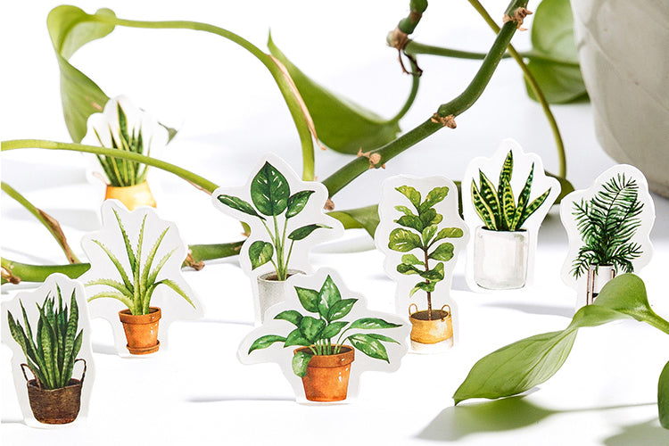 House Plants Box Sticker Set