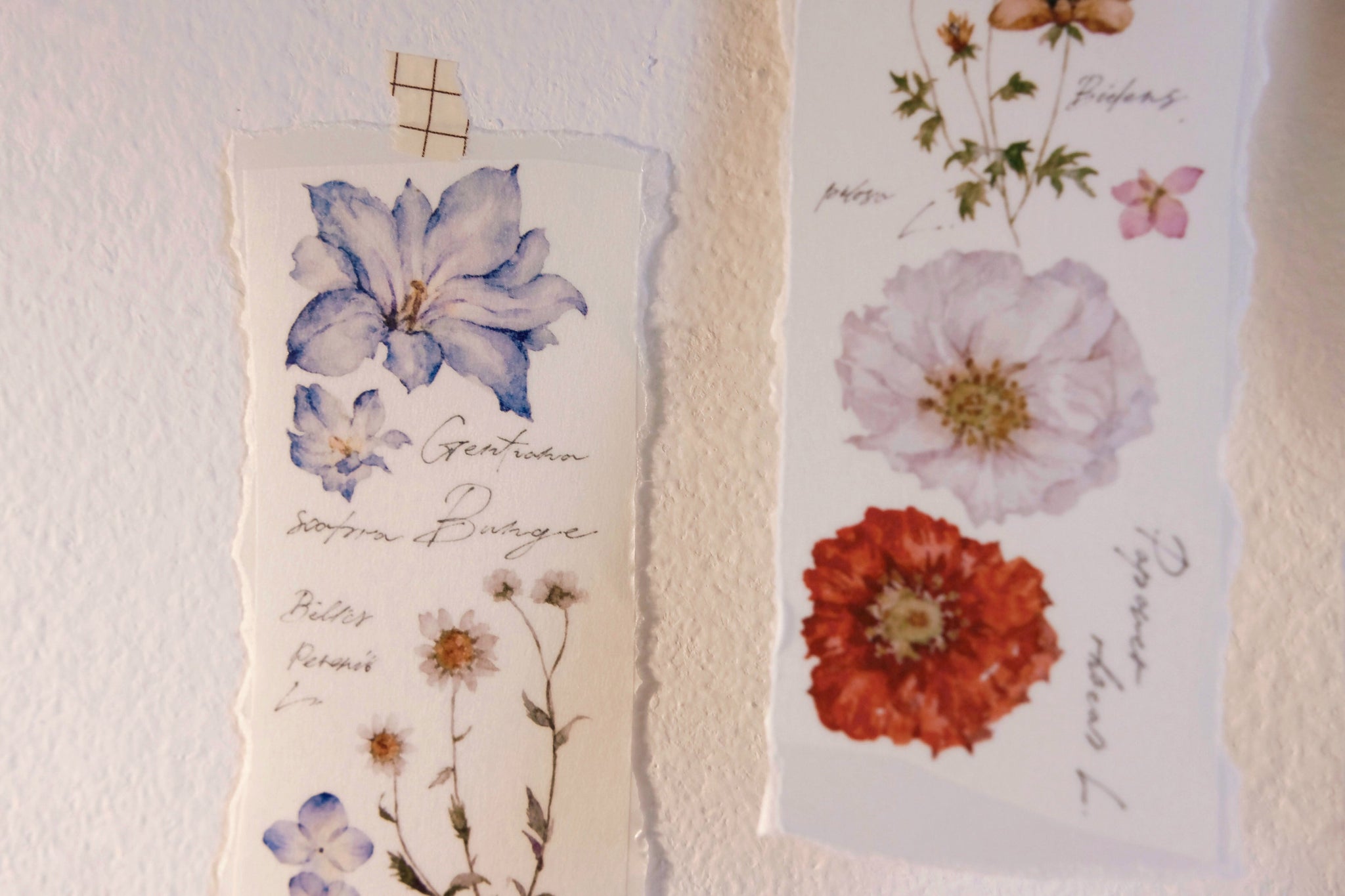 Freckles Tea Tape: Illustrated Flowers Handbook