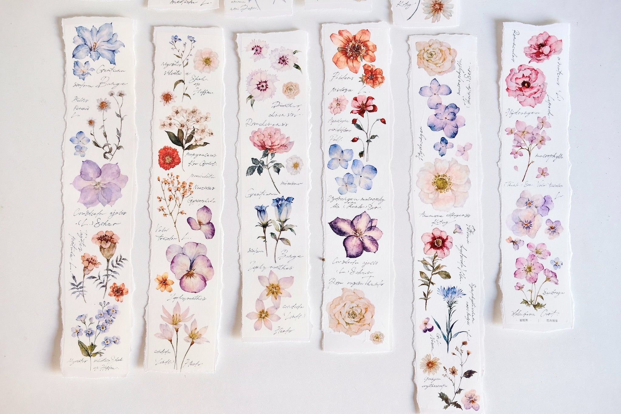 Freckles Tea Tape: Illustrated Flowers Handbook