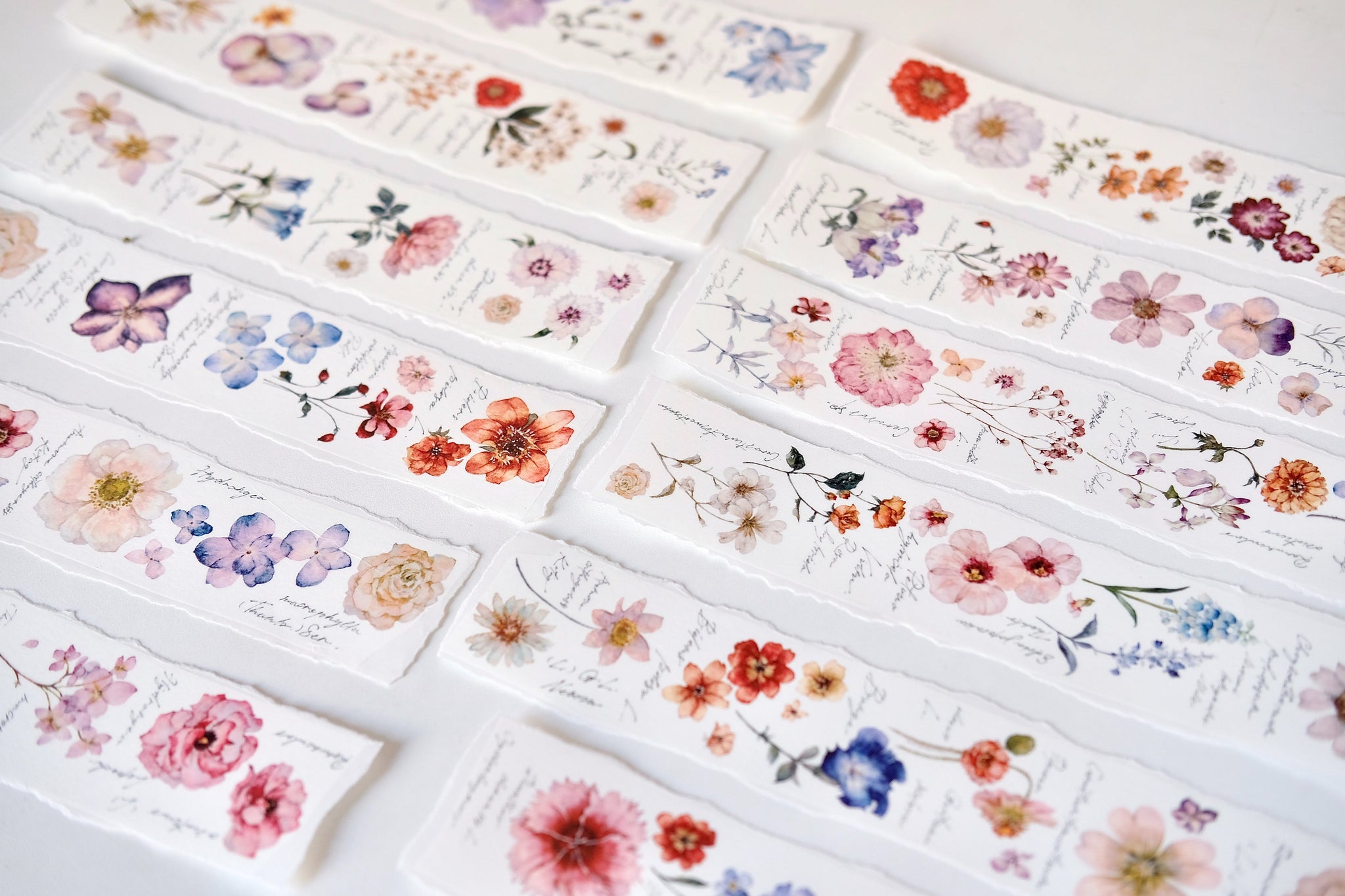 Freckles Tea Tape: Illustrated Flowers Handbook