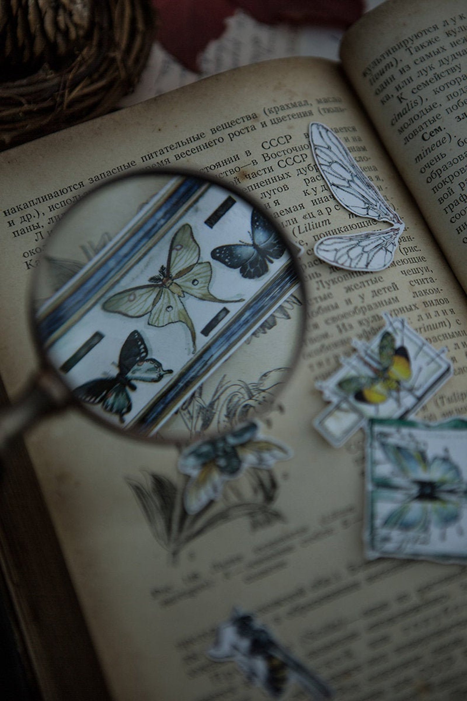 Specimen Collector Stickers Pack: Insects