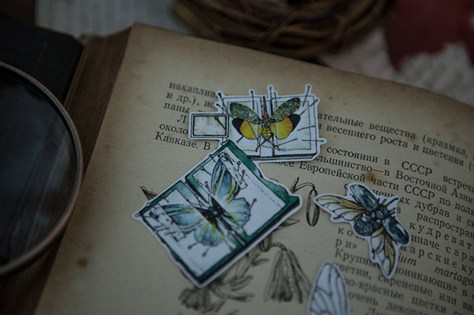 Specimen Collector Stickers Pack: Insects