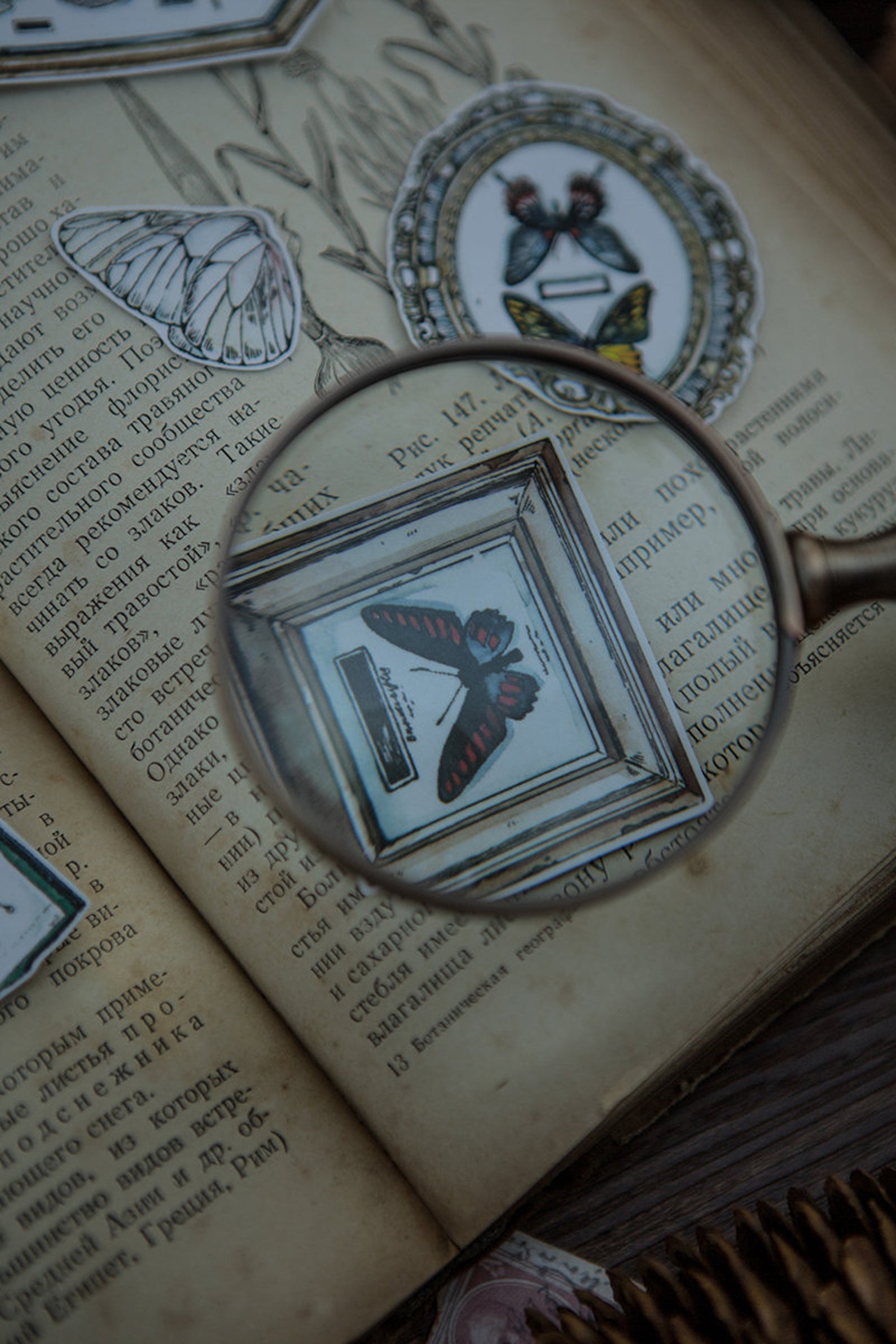 Specimen Collector Stickers Pack: Insects