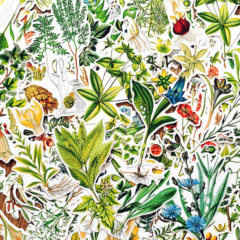 Botanical Illustration Stickers Pack