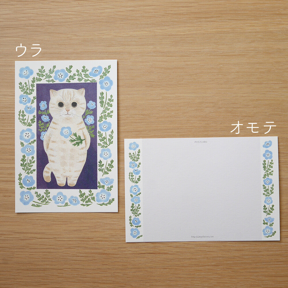 4Legs Postcard: Cream Kitten