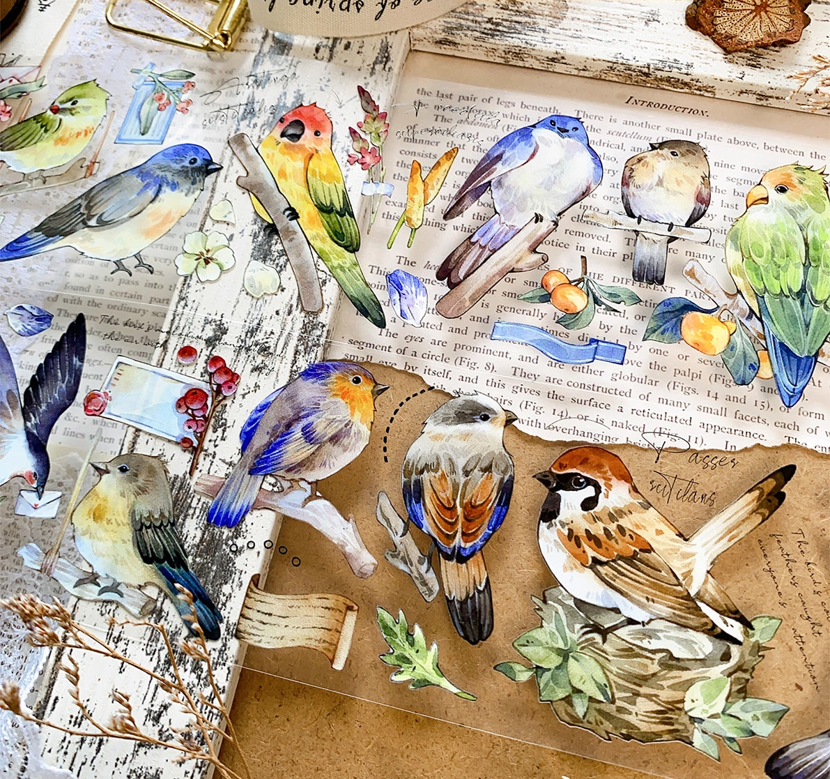 BCJ Masking Tape: Birds Encyclopedia