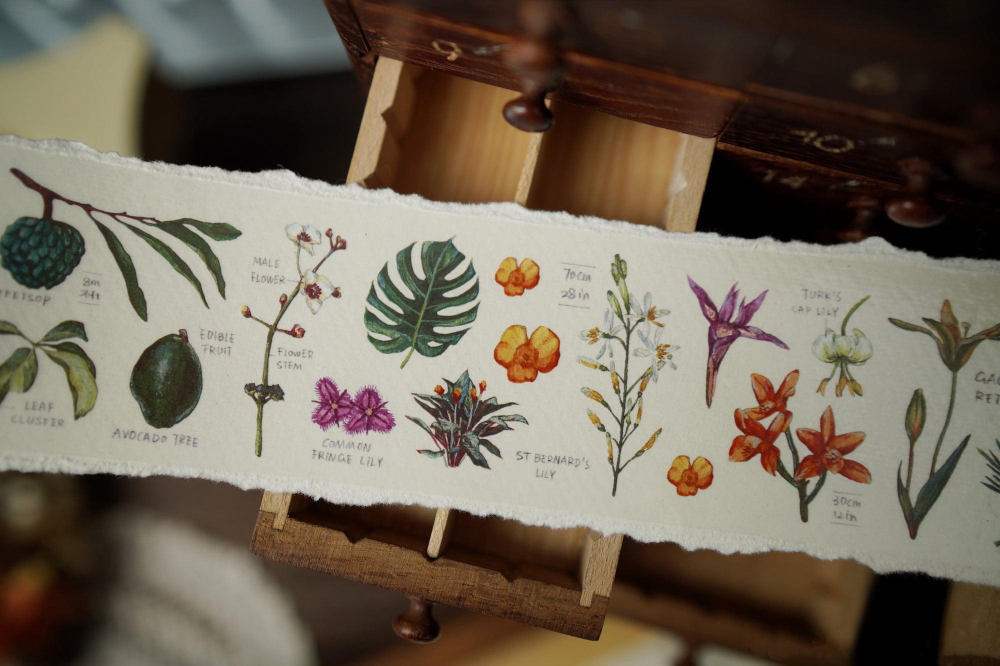Benchu Studio Masking Tape: Botanist Specimen