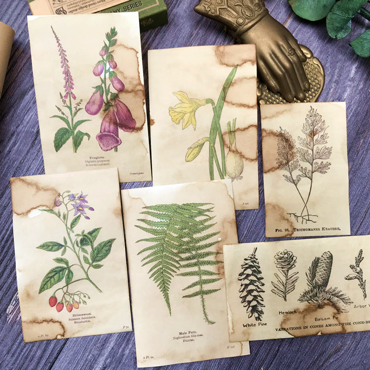 Coffee Dyed Botany Illustration Collage Paper