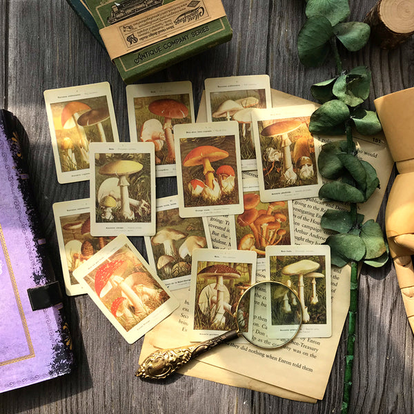 Mycology Encyclopedia Stickers Pack