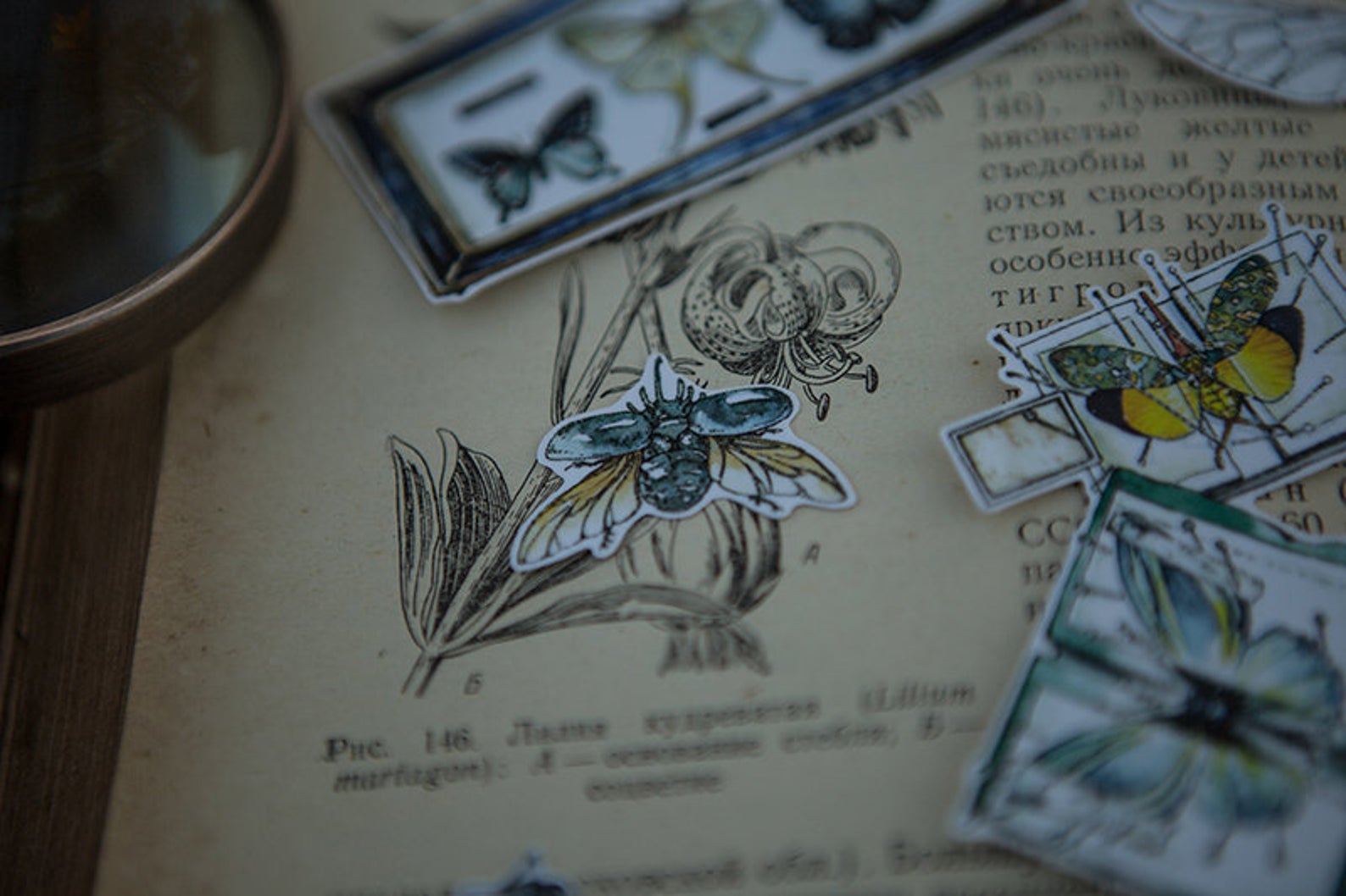 Specimen Collector Stickers Pack: Insects