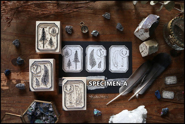 LCN Design Studio: Specimen Wooden Stamps Set