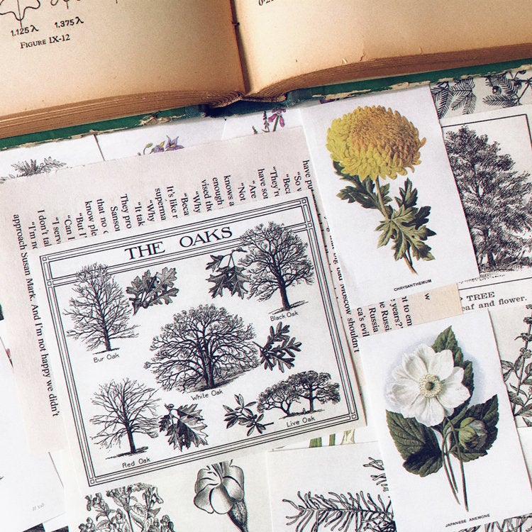 Botanical Illustration Collage Paper