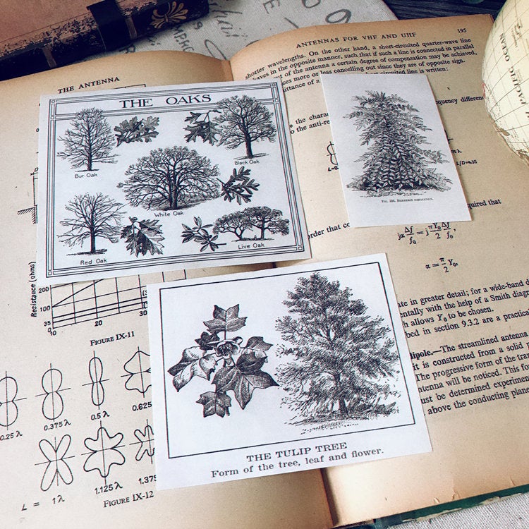 Botanical Illustration Collage Paper